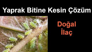 Yaprak Biti Nasıl Yok Edilir Organik Mücadele ilacı Ev Yapımı Doğal ilaç Neden Olur