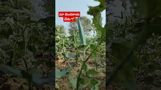 😋మా బెండకాయ చేను చూడండీ 🌱#bendakaya #farming #agriculture #ytshorts