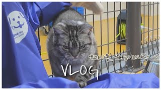 [VLOG] 고양이 궁디팡팡 (사심 가득 채우러 가는) 대전 동물보호센터 유기묘 봉사 브이로그 🐱