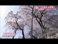 開花宣言から４日…日本三大桜『三春滝桜』が満開に　天然記念物指定１００周年も荘厳華麗に 22 04 12 19 55