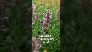 Magical Medicinal Properties of Agastache - A Delectable Home-Grown Soothing Tea and a Salad Topper!