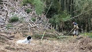 荒廃した孟宗竹林の整備2年目～崖に引っかかってる竹を全部引きずり下ろす2023/03/17-01