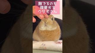 撫でるのを強要するウサギさん #shorts #うさぎ #bunny