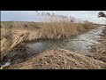 Beaver dams removal in the grassy channel.