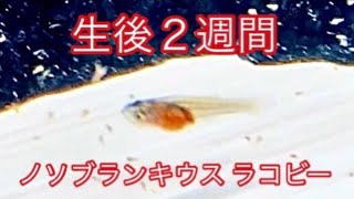 熱帯魚 ノソブランキウス ラコビーの生後２週間の稚魚 〜killifish nothobranchius rachovii〜 卵生メダカの育成水槽・餌はブラインシュリンプ・体長約5mm #Shorts