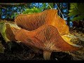 MACROWORLD - Macro Photography Tutorial...How To Shoot Mushrooms