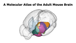 A Molecular Atlas of the Adult Mouse Brain