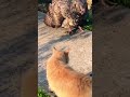 burung hantu mencoba lawan kucing