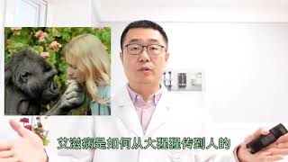 艾滋病是如何从大猩猩传入到人类的？医生说出实情