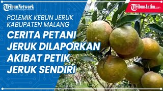 Cerita Petani Jeruk Dilaporkan Akibat Petik Jeruk Sendiri di Kabupaten Malang