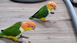 Marley and Nigel - playing and snacking during today's 3rd recess ❤️😎❤️