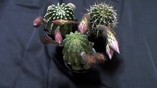 サボテンの開花（エキノプシス交配種） | Flower of cactus