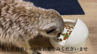 【ミーアキャットのご飯】ポンポンの食事