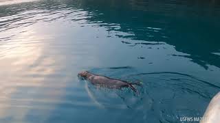 Juvenile Sea Otter With Facial Trauma Released Back to Ocean in Alaska After Rehabilitation