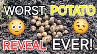 The WORST Potato Reveal in 24 YEARS | Dave's Allotment Garden | July 2024