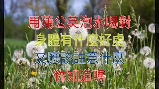 用蒲公英泡水喝對身體有什麼好處，又應該註意什麼，你知道嗎