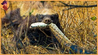 Top 17 Moments When Honey Badgers Show The Competition, Just How Nuts They Are.
