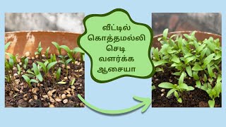 Easyயா கொத்தமல்லி செடி வளக்கலாம் 🍀How to grow Coriander at home #Coriander #garden #terrace_garden