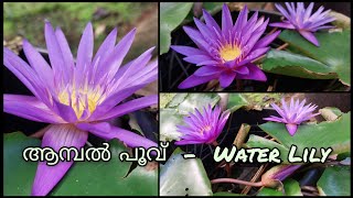 ആമ്പൽ പൂവ് - Water Lily