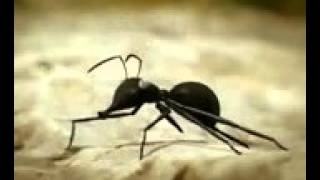 Saraiki Funny Clip-Funny Ants Story