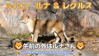 ライオン　ルナ＆レグルス　🦁午前の外はルナさん🦁（東山動植物園）Lion Name is Luna and Regulus