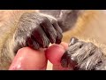 ASMR monkey Primal Stimulation Grooming Manicure (Thabo And Ray)