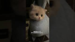 没想到小猫咪骂得这么脏猫咪的迷惑行为 世界不能没有小猫 萌宠出道计划 米努特矮脚猫 曼基康矮脚