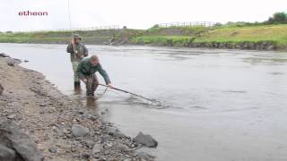 Fliegenfischen in Irland - River Moy / Wall Pool - von etheonTV