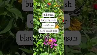 What to plant for butterflies