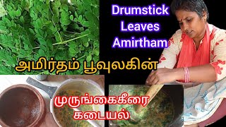 மருத்துவ உலகின் அமிர்தம் முருங்கைக்கீரை, கடையல் Drumstick leaves which is equivalent to amirtham