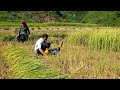 Harvesting Process, And Boiled Sweet Cabbage | Farmer family