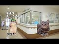 イケメン内科医無双事件【猫ミーム】【猫マニ】