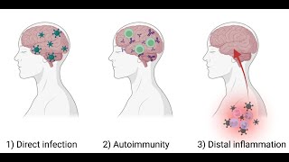 Neuroimmunology, the Immune and Nervous Systems