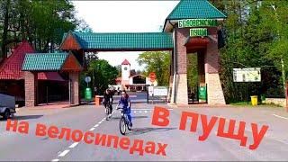 Сказочная Пуща . На велосипедах Брест - Беловежская пуща - Брест | Велопробег