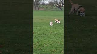 Dogs playing soccer #bullmastiff #labrador #marleyandme #soccer #anfield #rap