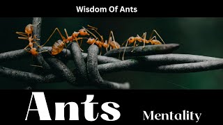 Best Motivational Video/ Wisdom Of Ants (Ants Mentality)
