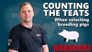 COUNTING THE TEATS - When selecting breeding pigs 🐷