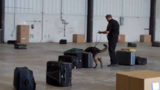JAA's K-9 Unit Training Demonstration