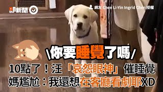 10點了！拉布拉多犬「哀怨眼神」催睡覺　奴才媽：我想看劇耶｜寵物動物｜狗狗｜精華影片