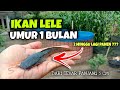 Ikan Lele Usia 1 Bulan || Budidaya Lele Kolam Terpal