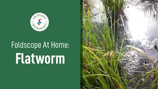 Foldscope at Home: Pond - Flatworm