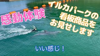 イルカと泳ぎたくなる動画です　【壱岐イルカパーク\u0026リゾート】