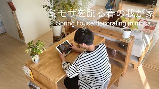 ミモザを飾る春の我が家　Spring house decorating mimosa.