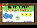 ATP - Structure and Function || What is ATP in Biology ? || ATP Cycle || Energy Currency of the Cell