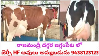 ప్యూర్ జెర్సీ హెచ్ ఎఫ్ ఆవులు అమ్మబడును రాజమండ్రి దగ్గర రాగంపేట లో 9438123123