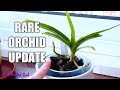 Dimorphorchis lowii Update - The rare Orchid after 2 years!