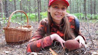 Wild edible mushrooms in the forest - Ceps and Boletus. Search and pick mushrooms. Mushroom places