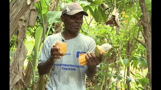 L'OR BRUN D'HAÏTI, Le Cacao de la Grande Anse