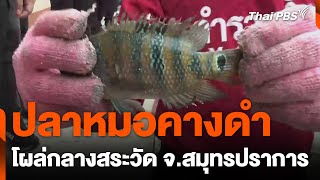 ปลาหมอคางดำ โผล่กลางสระวัด จ.สมุทรปราการ | ข่าวเที่ยง | 28 ก.ค. 67