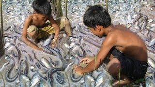 Two Claver Boys Catch Fish By Hands - How to Catch Fish By Hands - Catch Fish in The Rice  Field